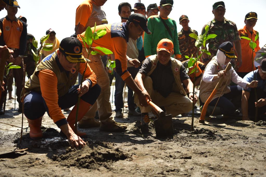 Komunitas Mangrove Muhammadiyah Gelar Penanaman Mangrove di Ekspedisi Destana Tsunami